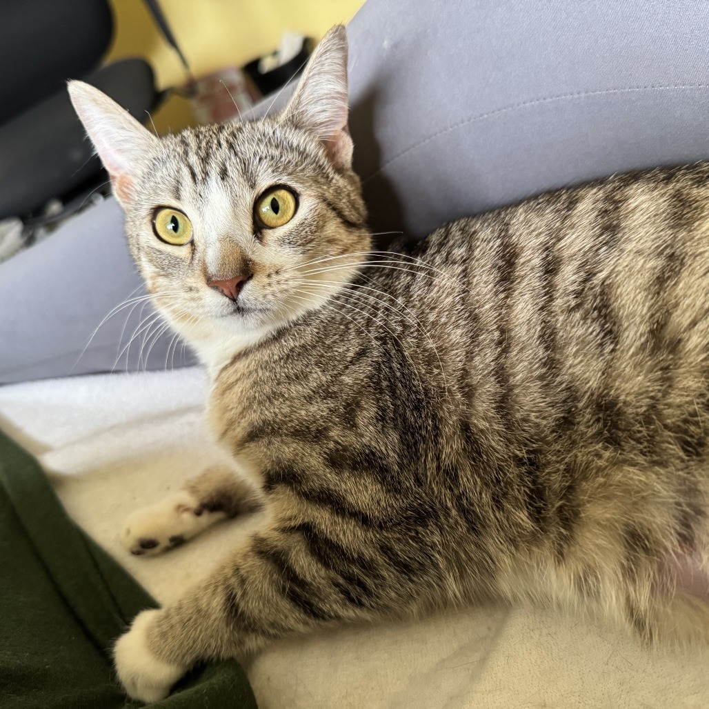 Mothra, an adoptable Domestic Short Hair in Calgary, AB, T3C 1W4 | Photo Image 2