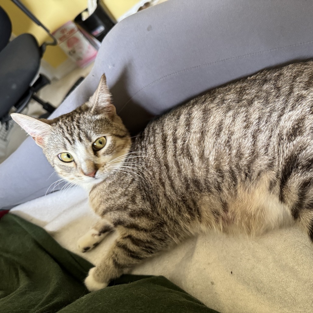Mothra, an adoptable Domestic Short Hair in Calgary, AB, T3C 1W4 | Photo Image 3