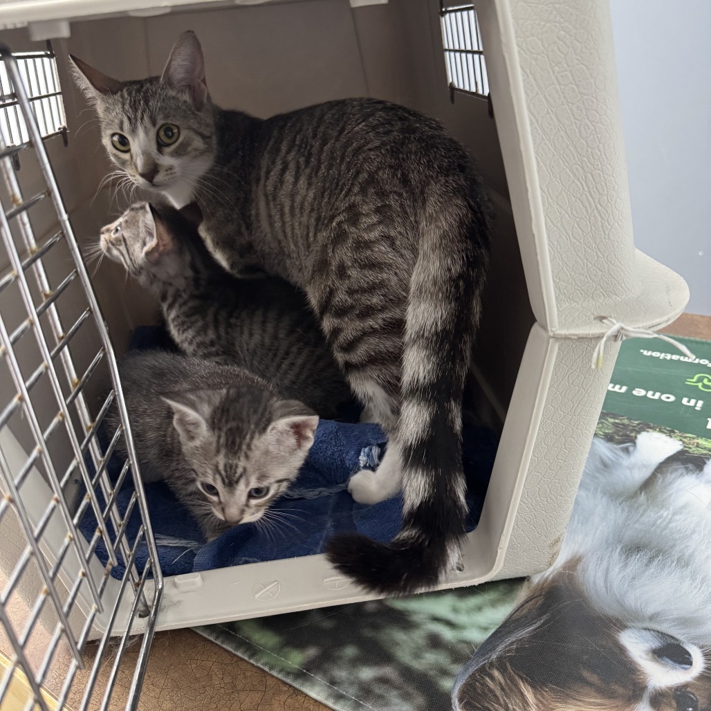 Mothra, an adoptable Domestic Short Hair in Calgary, AB, T3C 1W4 | Photo Image 5