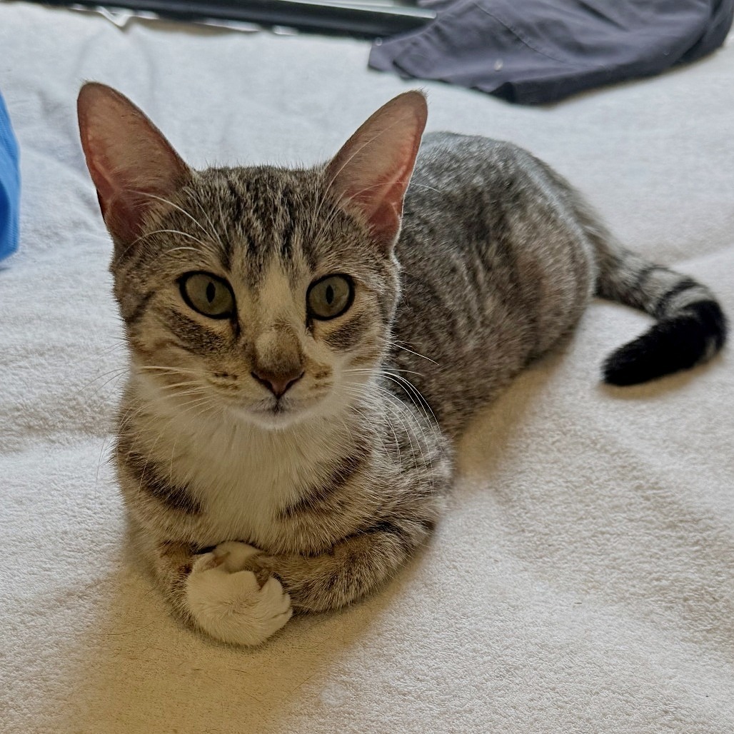 Mothra, an adoptable Domestic Short Hair in Calgary, AB, T3C 1W4 | Photo Image 6