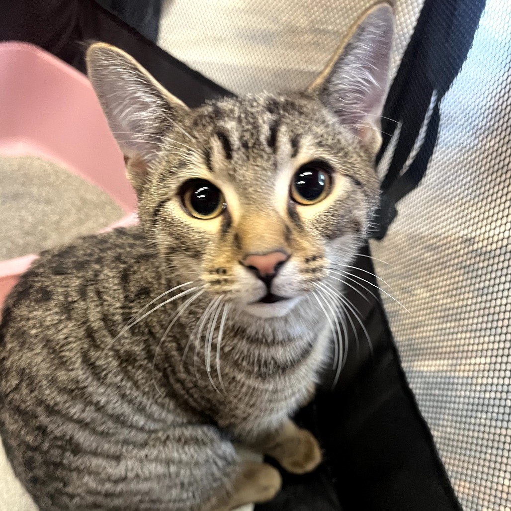 Ghidorah, an adoptable Domestic Short Hair in Calgary, AB, T3C 1W4 | Photo Image 1