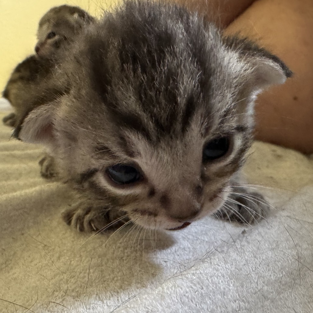 Ghidorah, an adoptable Domestic Short Hair in Calgary, AB, T3C 1W4 | Photo Image 2