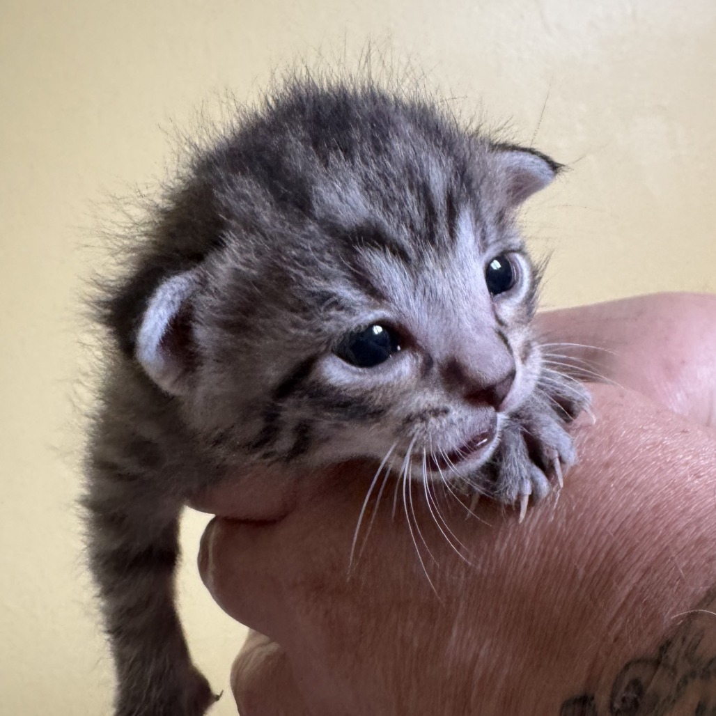 Ghidorah, an adoptable Domestic Short Hair in Calgary, AB, T3C 1W4 | Photo Image 3