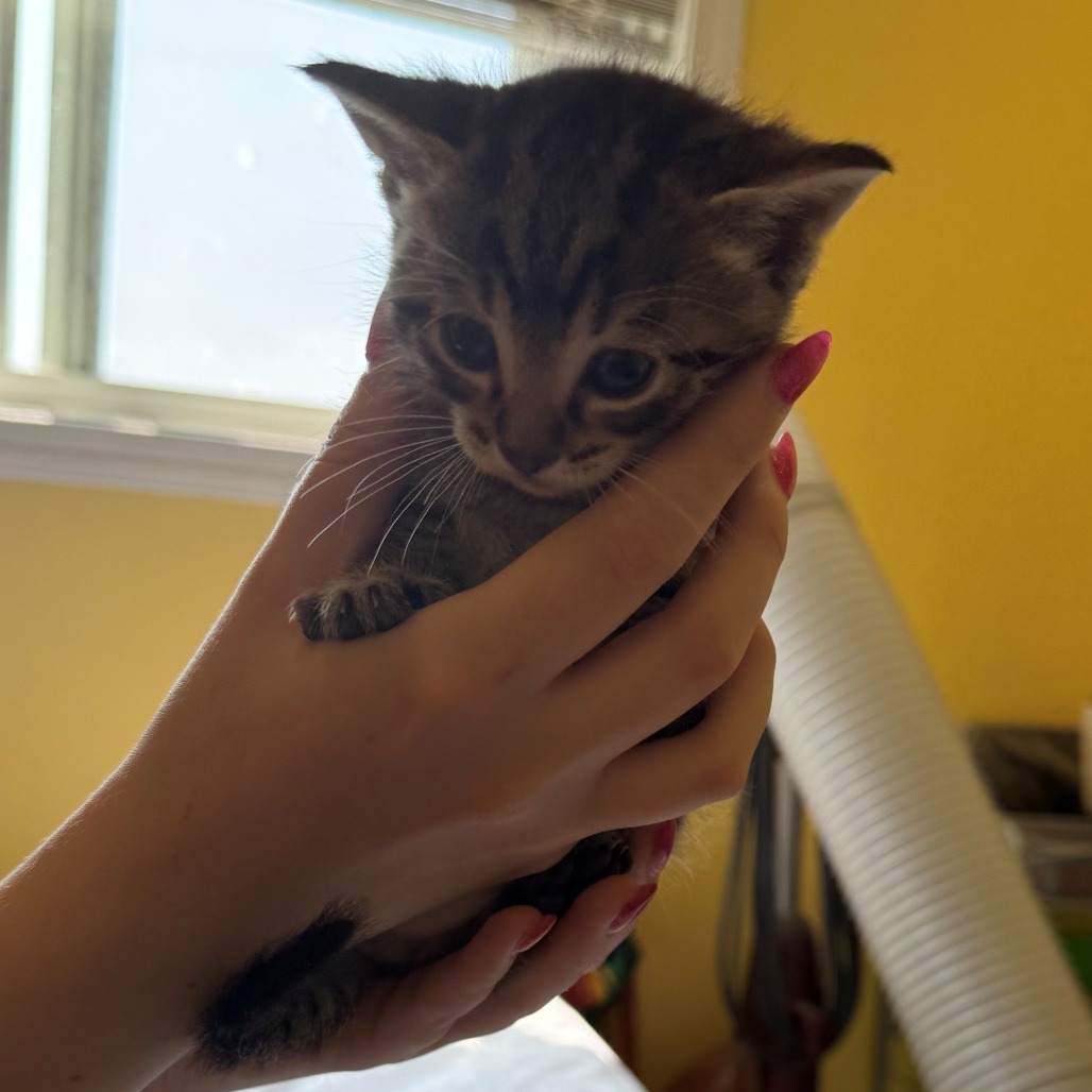 Ghidorah, an adoptable Domestic Short Hair in Calgary, AB, T3C 1W4 | Photo Image 6