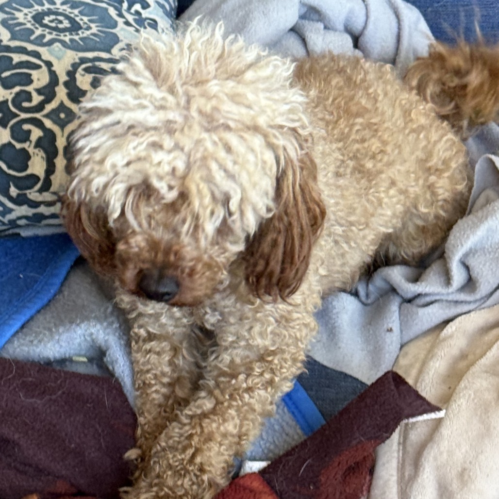 Ginger