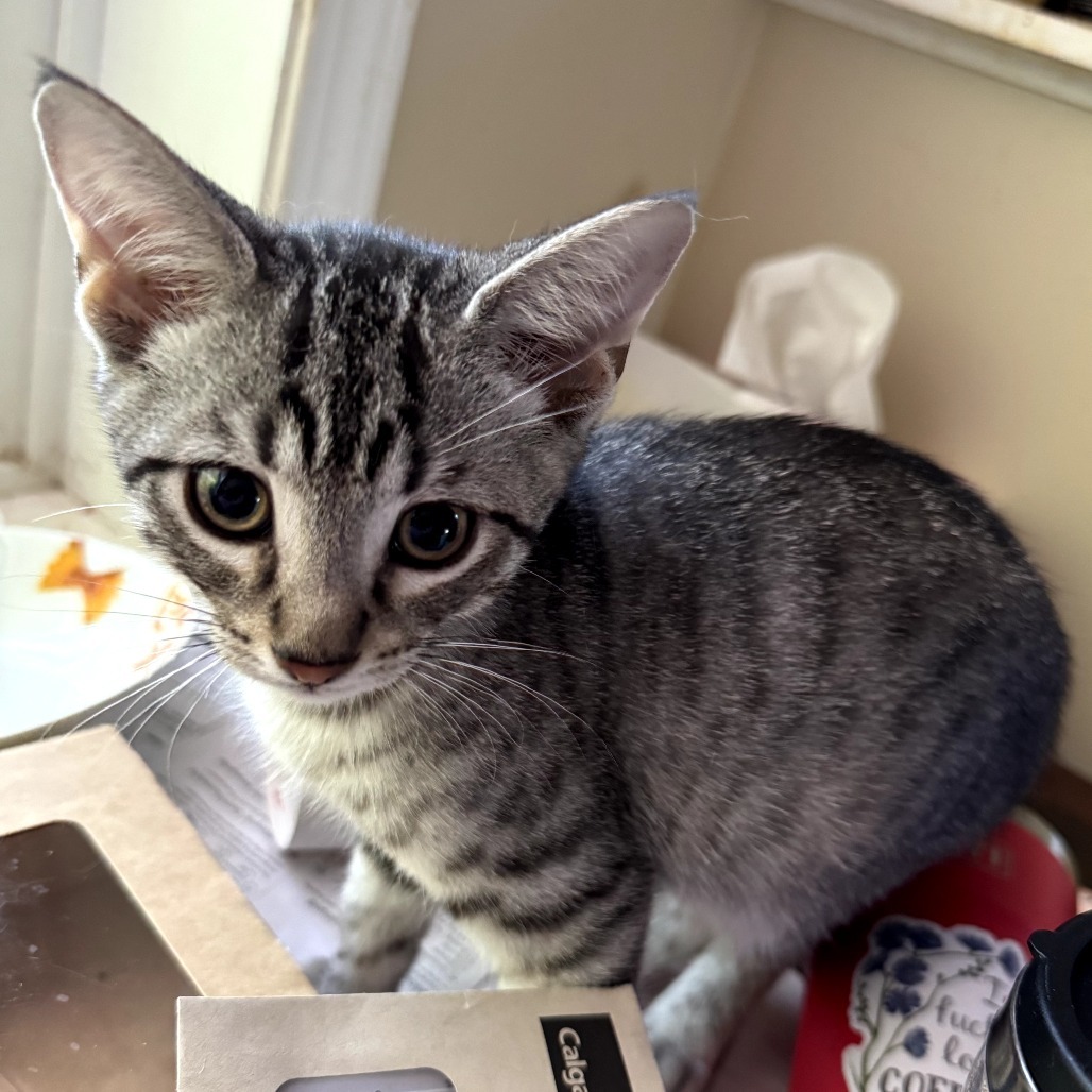 Godzilla, an adoptable Domestic Short Hair in Calgary, AB, T3C 1W4 | Photo Image 1