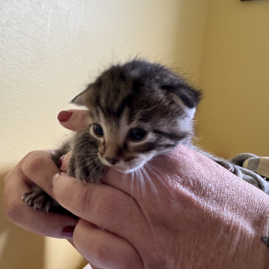 Godzilla, an adoptable Domestic Short Hair in Calgary, AB, T3C 1W4 | Photo Image 2