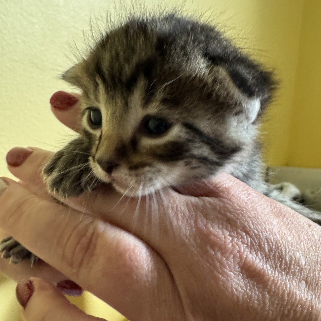 Godzilla, an adoptable Domestic Short Hair in Calgary, AB, T3C 1W4 | Photo Image 3