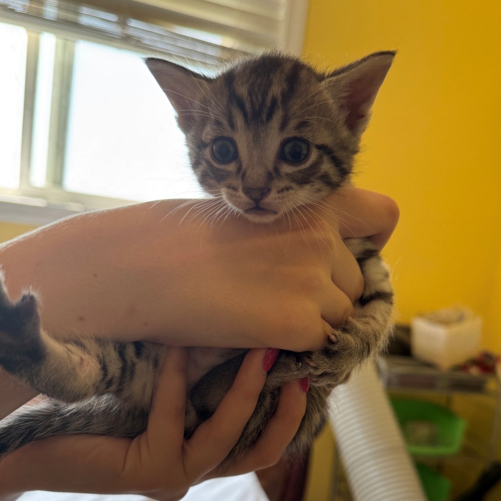Godzilla, an adoptable Domestic Short Hair in Calgary, AB, T3C 1W4 | Photo Image 6
