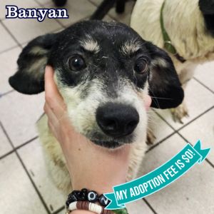 Banyan, Adult Male Mixed Breed