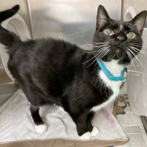 Bella Jazz, Senior Female Domestic Short Hair