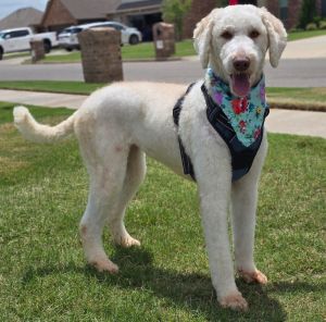 June, Adult Female Poodle