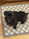 Mr. Pickles photo 1
