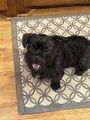 Mr. Pickles photo 2