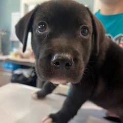 Pesto, Baby Male Pit Bull Terrier