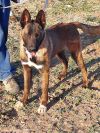 Bullwinkle fka boba in New Mexico photo 1