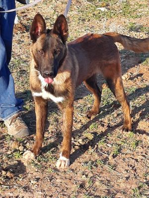 Bullwinkle fka boba in New Mexico, Young Male Belgian Shepherd / Malinois