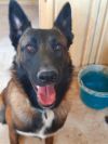 Bullwinkle fka boba in New Mexico photo 2