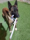Bullwinkle fka boba in New Mexico photo 3