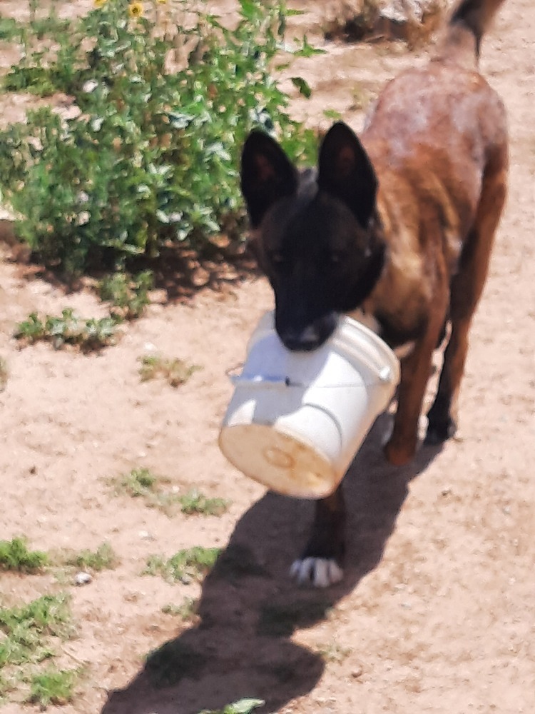 Bullwinkle fka boba in New Mexico