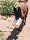 Bullwinkle fka boba in New Mexico photo 4