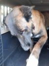 Bullwinkle fka boba in New Mexico photo 5