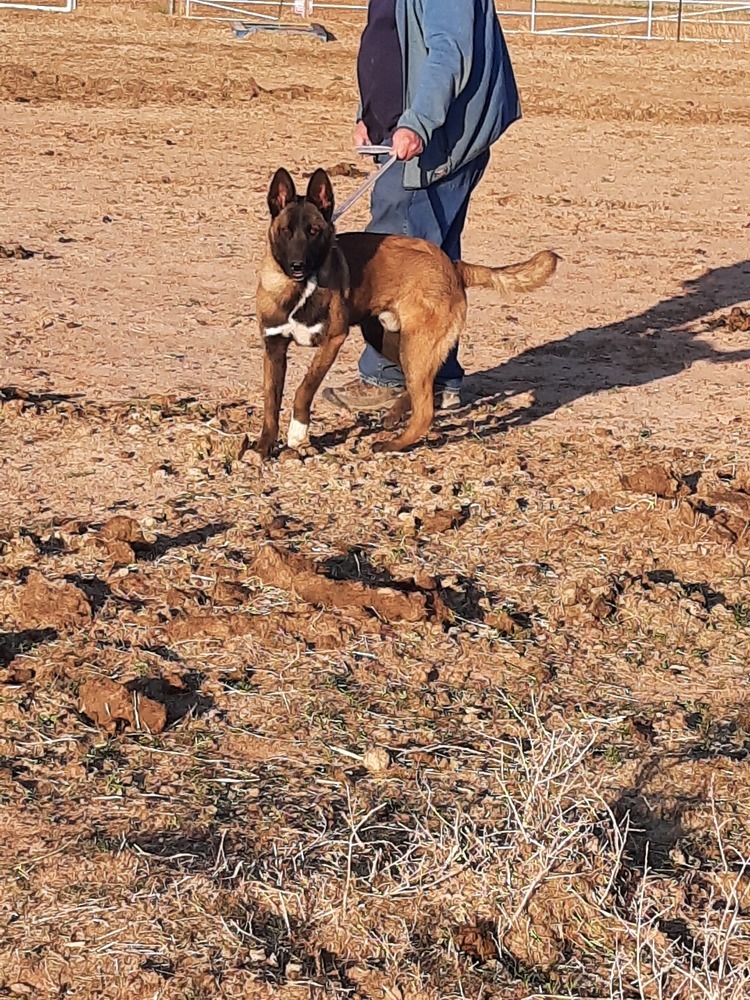 Bullwinkle fka boba in New Mexico