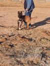 Bullwinkle fka boba in New Mexico photo 6