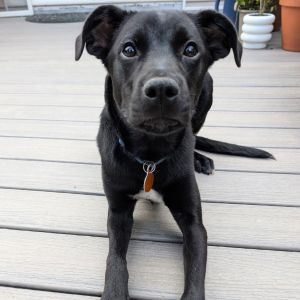 Zapata, Young Female Mixed Breed