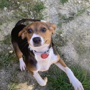 Jadzia, Baby Female Mixed Breed