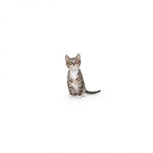 Whisker McFluffy Domestic Short Hair Cat