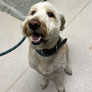 Charleston, Adult Male Poodle