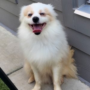Fuzzy, Adult Male Mixed Breed