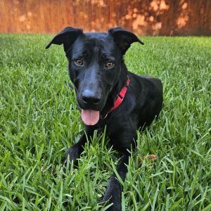 Shark Boy, Young Male Black Labrador Retriever