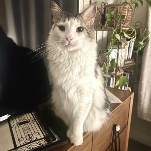 Oliver 18, Senior Male Domestic Medium Hair