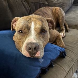 Tiger, Adult Male Mixed Breed