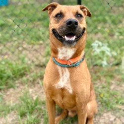 Durango, Adult Male Mixed Breed