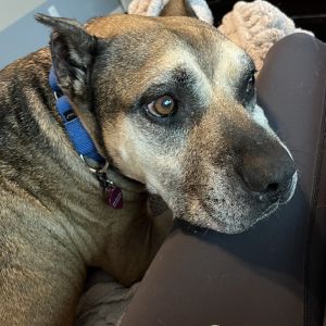 Jack, Senior Male Black Mouth Cur