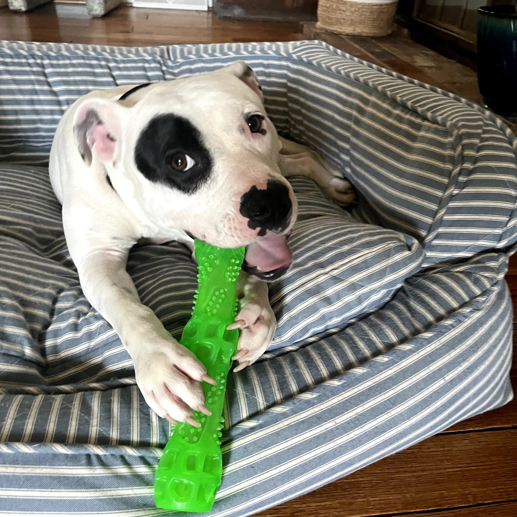Domino