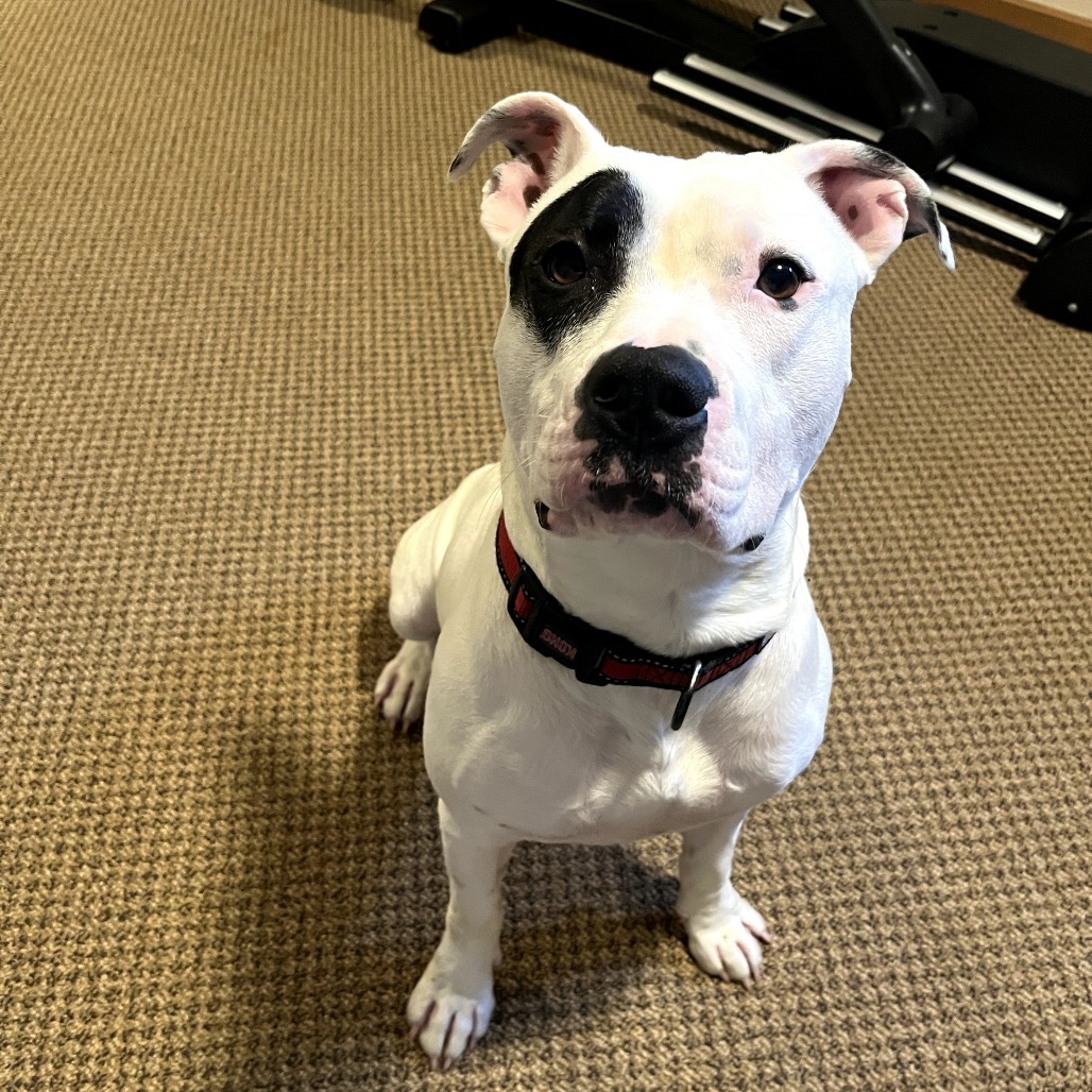 Domino