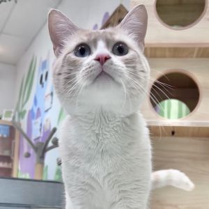 Stu, Adult Male Domestic Short Hair