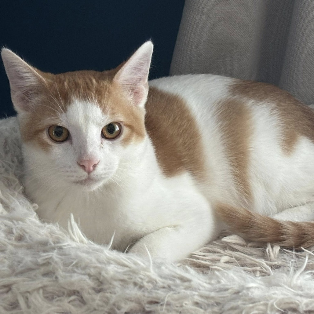 Tigger, an adoptable Domestic Short Hair in Wichita, KS, 67208 | Photo Image 1