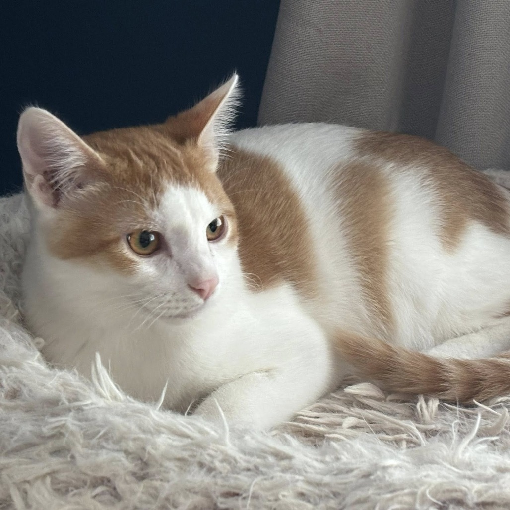 Tigger, an adoptable Domestic Short Hair in Wichita, KS, 67208 | Photo Image 2