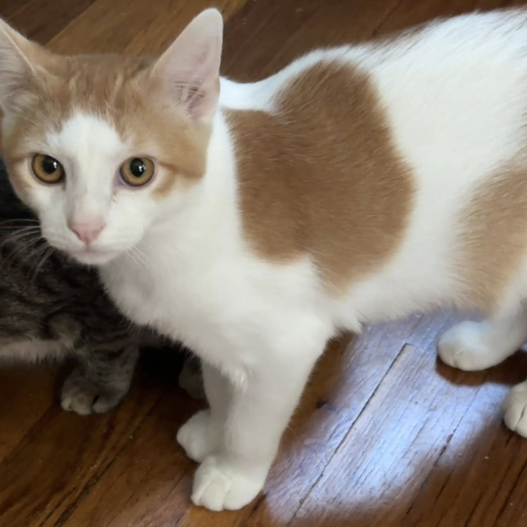 Tigger, an adoptable Domestic Short Hair in Wichita, KS, 67208 | Photo Image 3