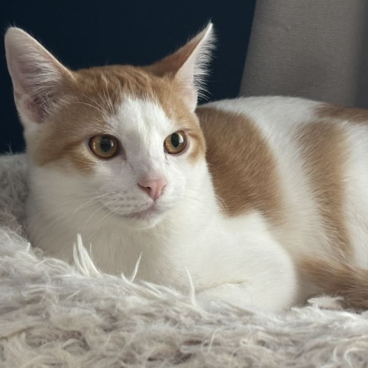 Tigger, an adoptable Domestic Short Hair in Wichita, KS, 67208 | Photo Image 4