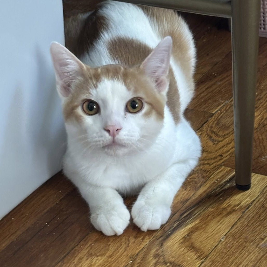 Tigger, an adoptable Domestic Short Hair in Wichita, KS, 67208 | Photo Image 5