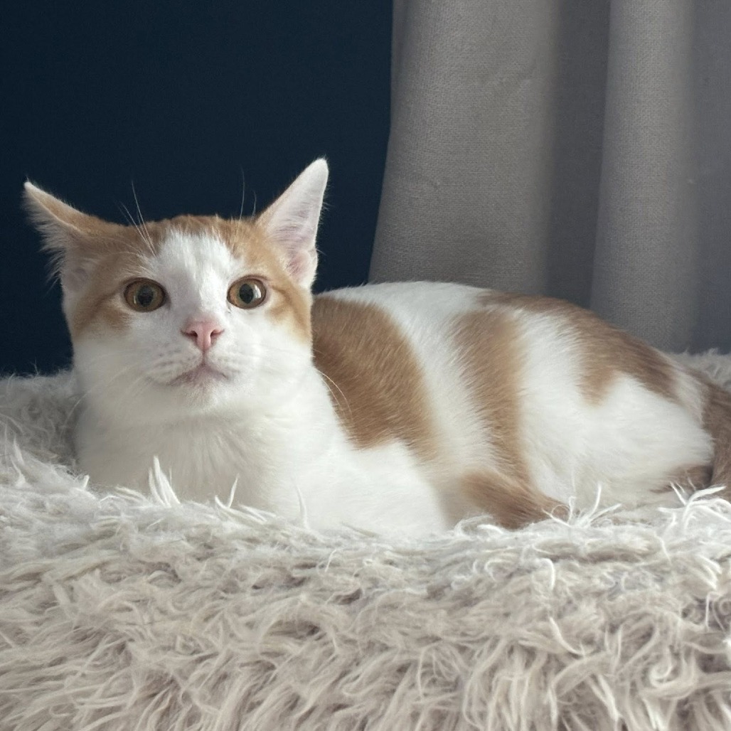 Tigger, an adoptable Domestic Short Hair in Wichita, KS, 67208 | Photo Image 6