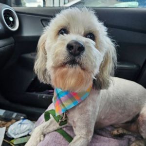 Charles, Adult Male Wheaten Terrier