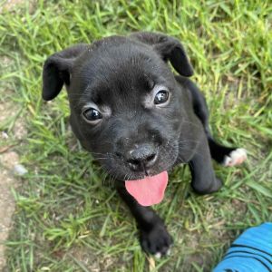 Mira, Baby Female Black Labrador Retriever