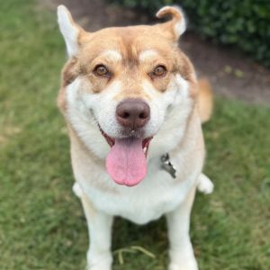 Babe, Adult Female Husky